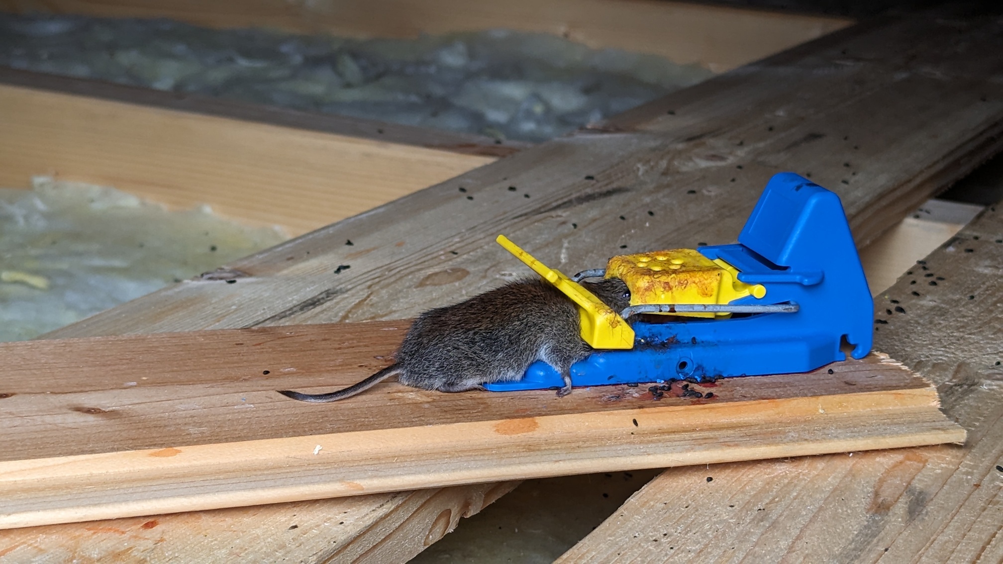 20230909_132451631.resized 20230909_132451631.resized