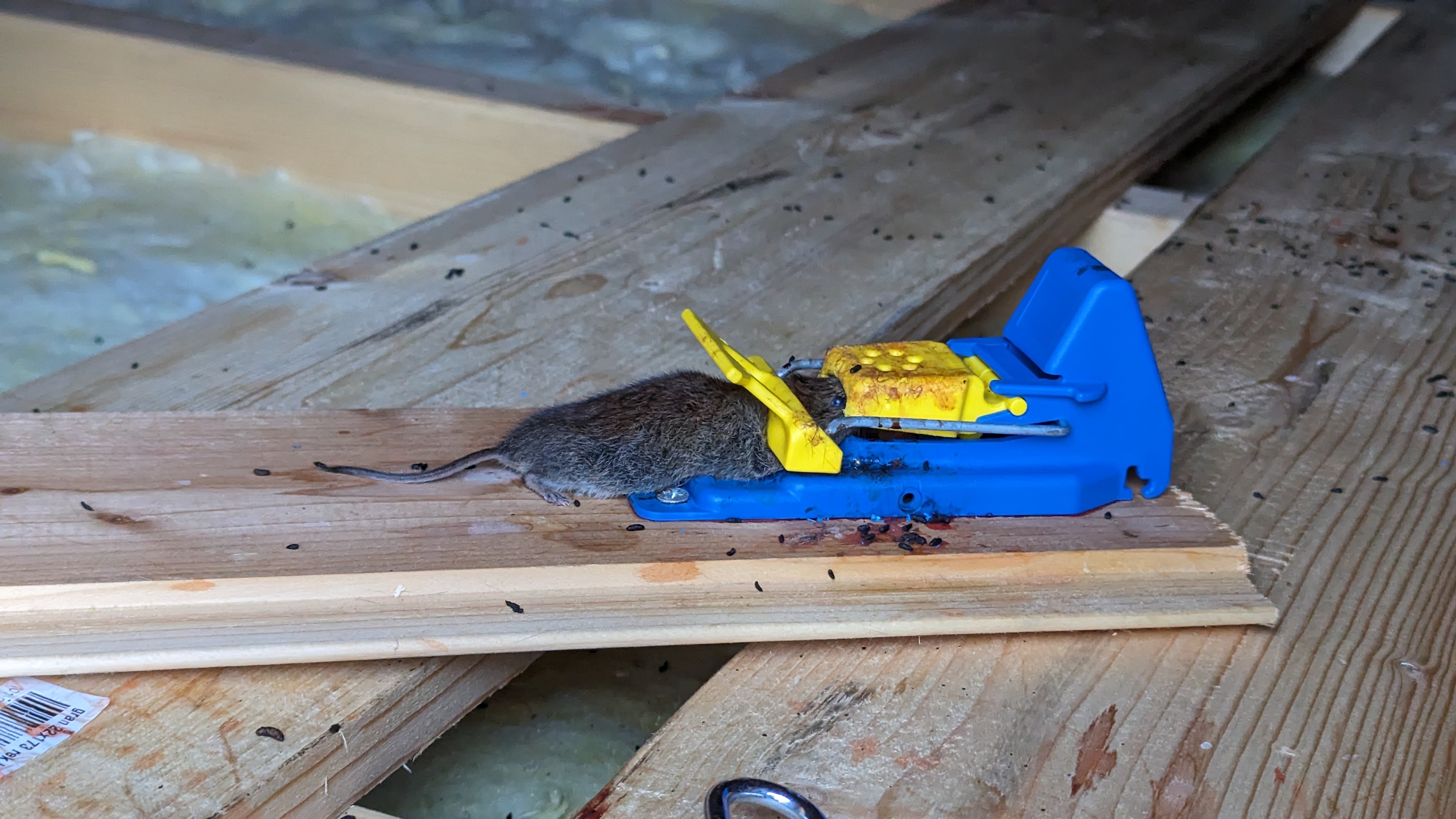 PXL_20231011_124542541 PXL_20231011_124542541